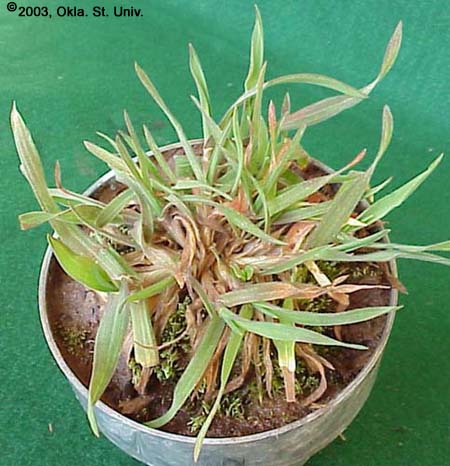 Downy Brome (Bromus tectorum)