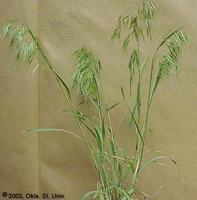 Downy Brome (Bromus tectorum)