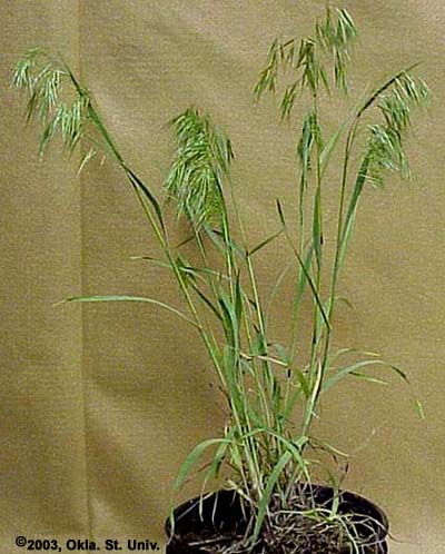 Downy Brome (Bromus tectorum)