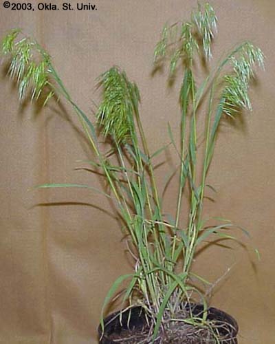 Downy Brome (Bromus tectorum)