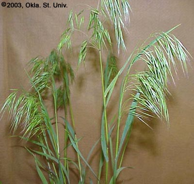 Downy Brome (Bromus tectorum)