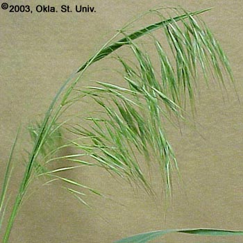Downy Brome (Bromus tectorum)