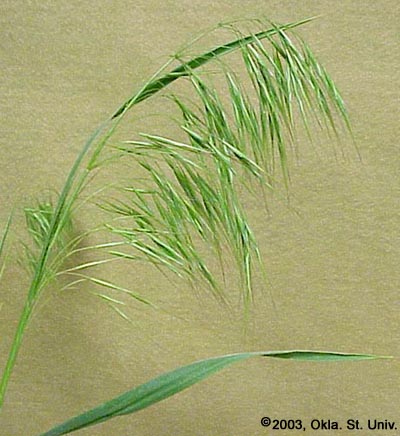 Downy Brome (Bromus tectorum)