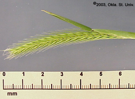 Little Barley (Hordeum pusillum)