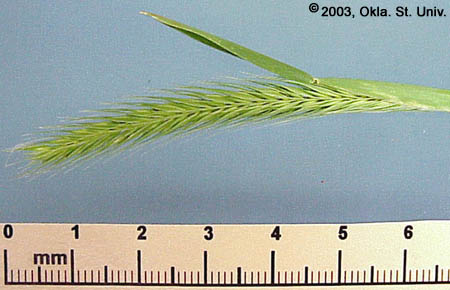 Little Barley (Hordeum pusillum)