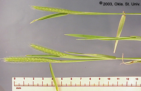 Little Barley (Hordeum pusillum)