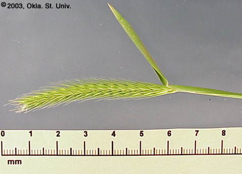 Little Barley (Hordeum pusillum)