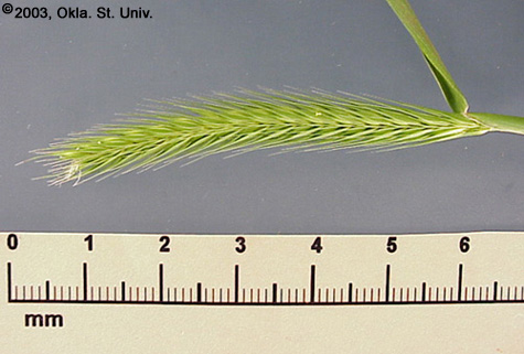 Little Barley (Hordeum pusillum)