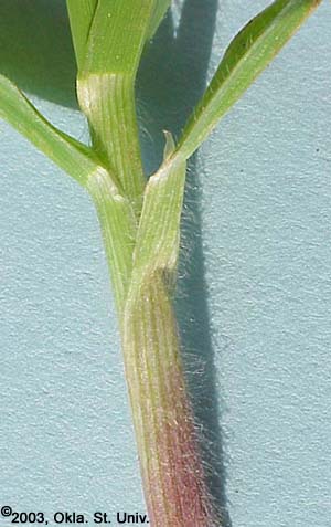 Rescuegrass (Bromus catharticus)