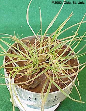 Italian Ryegrass (Lolium multiflorum)