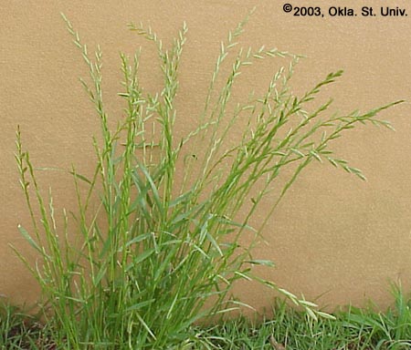 Italian Ryegrass (Lolium multiflorum)