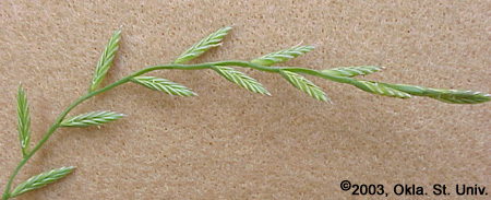 Italian Ryegrass (Lolium multiflorum)