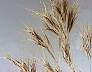 tn_d-brome-98_jpg.jpg (2105 bytes)
