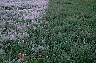 tn_grassy2_jpg.jpg (2656 bytes)
