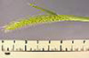 tn_l-barley-04_jpg.jpg (1809 bytes)