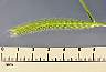 tn_l-barley-09_jpg.jpg (1936 bytes)