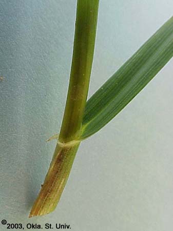 Wheat (Triticum aestivum)