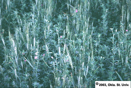 Wheat (Triticum aestivum)
