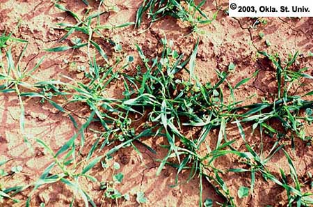 Wheat in Alfalfa