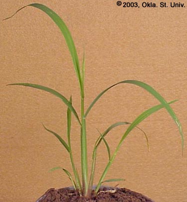 Barnyardgrass