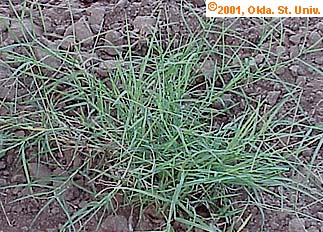 Bermadagrass (Cynodon dactylon)