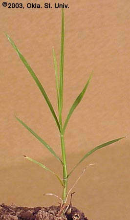 Bermudagrass
