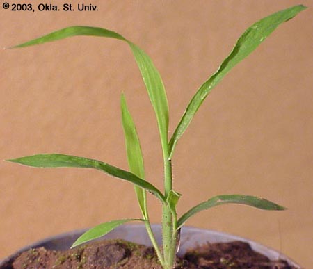 Crabgrass