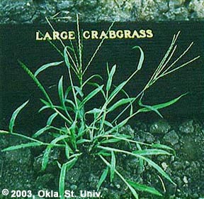 Crabgrass (Digitaria sanguinalis)