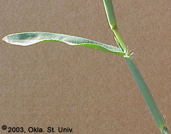 crabgrass-09.jpg (59307 bytes)
