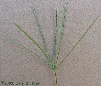 crabgrass-11.jpg (65982 bytes)