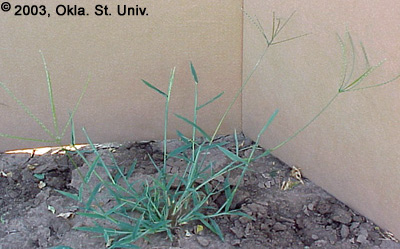 crabgrass-12.jpg (52546 bytes)