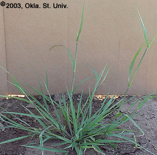 Prairie Cupgrass (Eriochloa contractra)