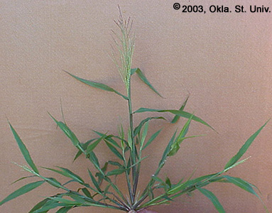 Red Sprangletop (Leptochloa filiformis)