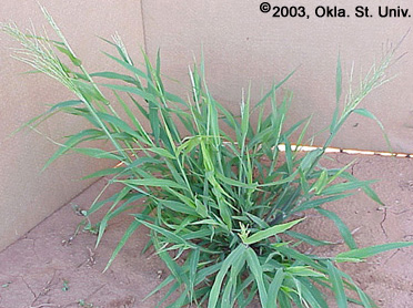 Red Sprangletop (Leptochloa filiformis)