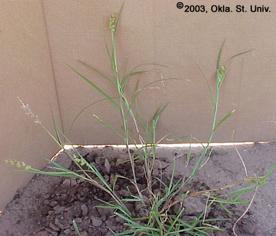 Sandbur (Cenchrus longispinus)