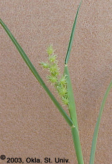 Sandbur (Cenchrus longispinus)