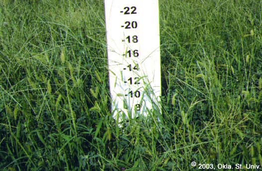 Crabgrass and Green Foxtail