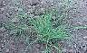 Bermudagrass