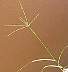 Bermudagrass