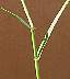 Bermudagrass