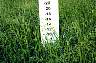 tn_summer-grass-05_jpg.jpg (2821 bytes)