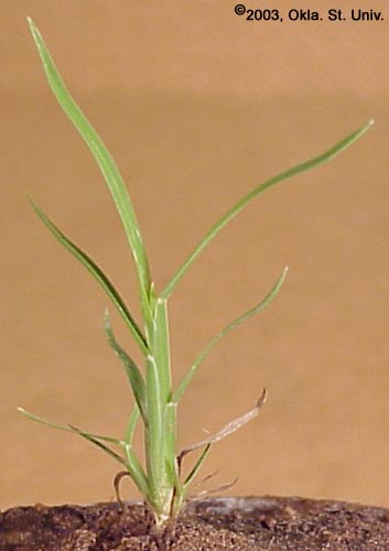 Windmillgrass