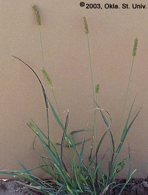 Yellow Foxtail (Setaria glauca)