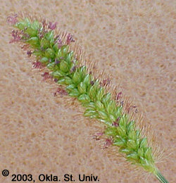 Yellow Foxtail (Setaria glauca)