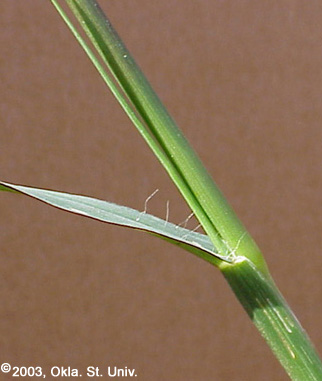 Yellow Foxtail (Setaria glauca)
