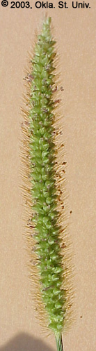Yellow Foxtail (Setaria glauca)