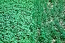 tn_pursprsd_jpg.jpg (3426 bytes)