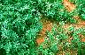 tn_sinbarin_jpg.jpg (3461 bytes)
