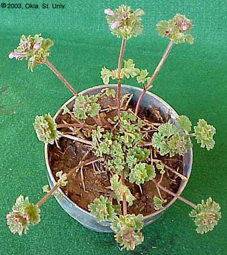 Henbit (Lamium amplexicaule)