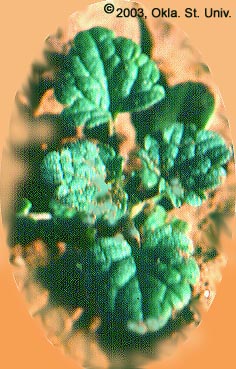 Henbit (Lamium amplexicaule)